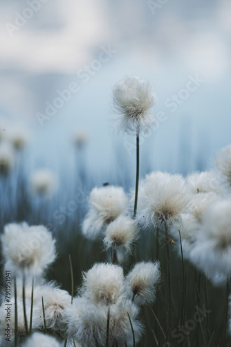white dandelion in the wind