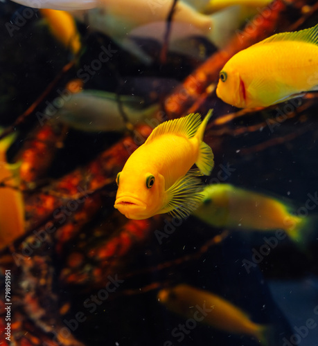 Yellow leleupi cichlid fish
