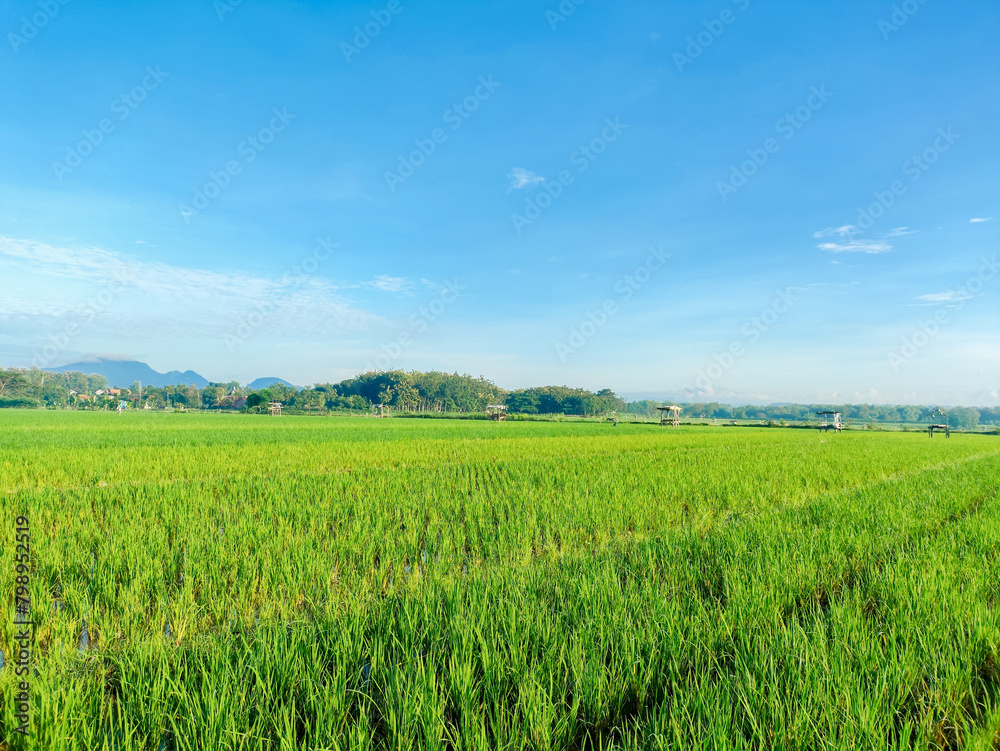 Background beautiful rice field views, clear sky in the morning