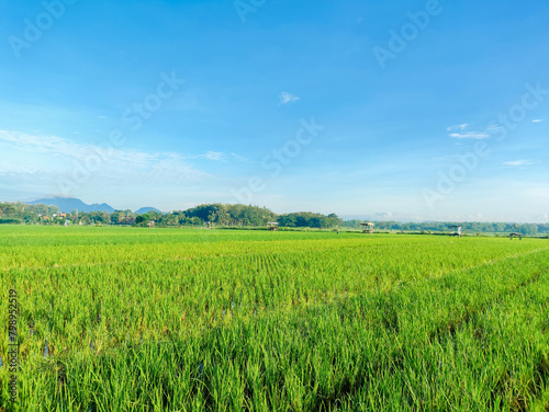 Background beautiful rice field views, clear sky in the morning