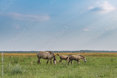 Thoroughbred horses graze on a summer field.