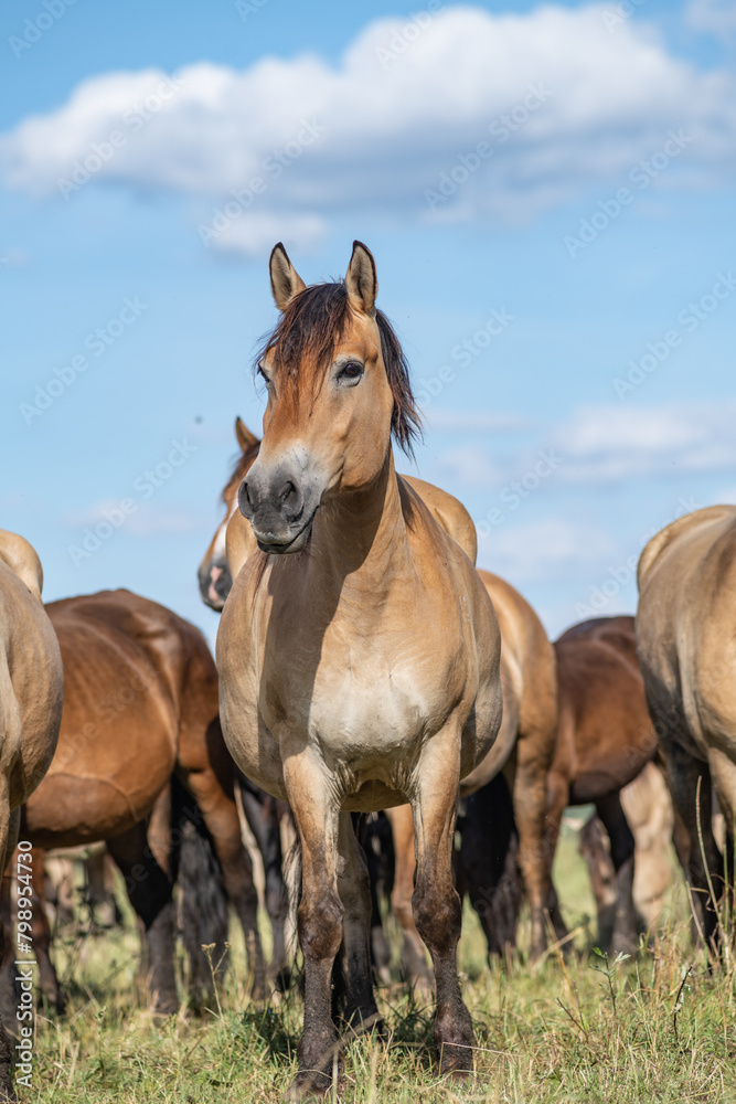 Thoroughbred horses graze on a summer field. Thoroughbred horses graze on a summer field.