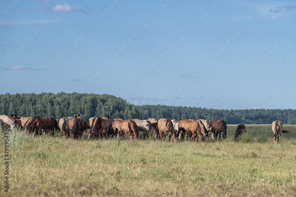 Obraz premium Thoroughbred horses graze on a summer field.
