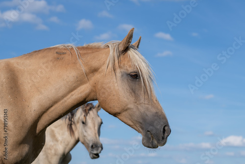 Thoroughbred horses graze on a summer field.