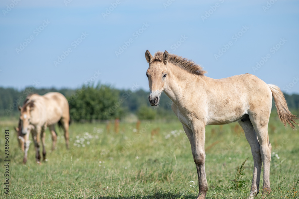 Thoroughbred horses graze on a summer field.