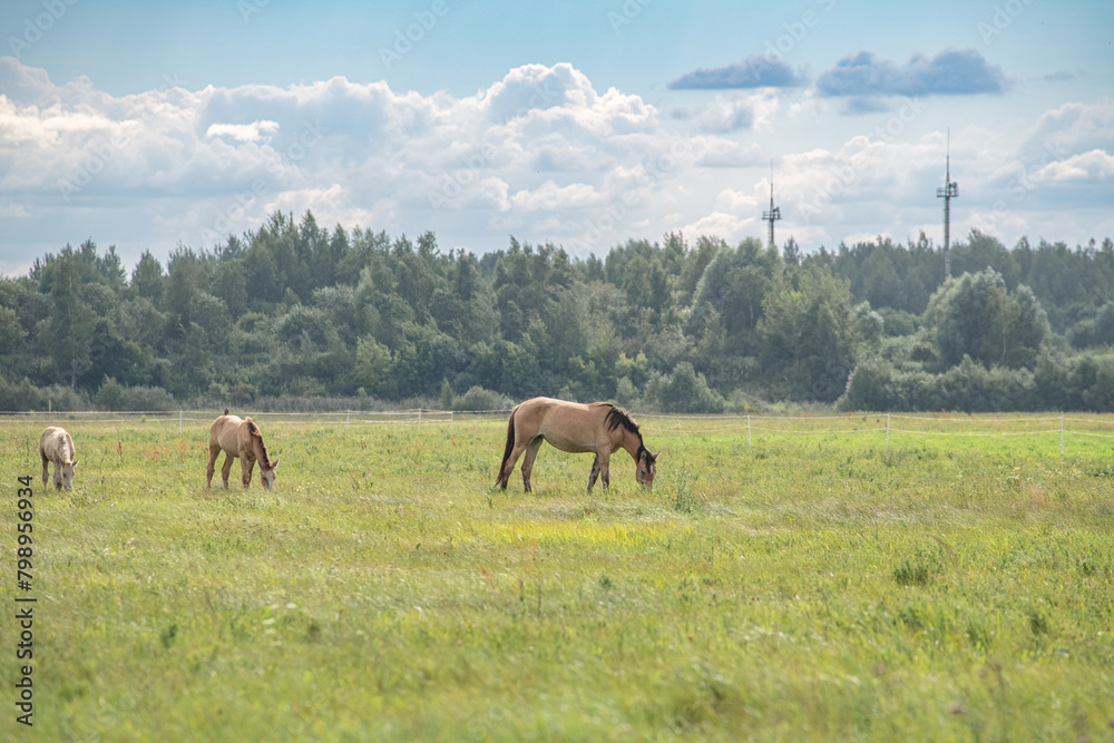Thoroughbred horses graze on a summer field.