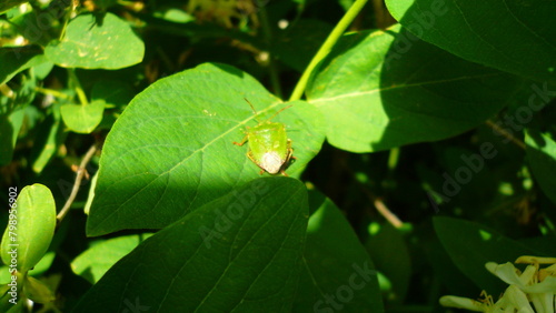 stinkbug on leaf