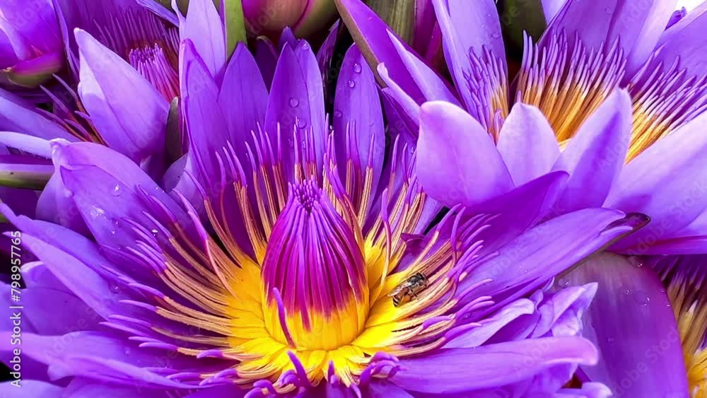 4K bird's-eye view of multi-colored lotus flowers and bees nature background 4K bird's-eye view of multi-colored lotus flowers and bees nature background