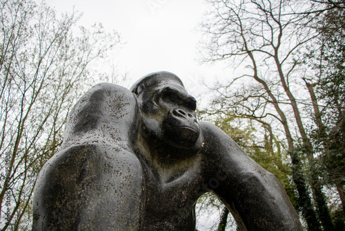 фотографія Gorilla of magnificence