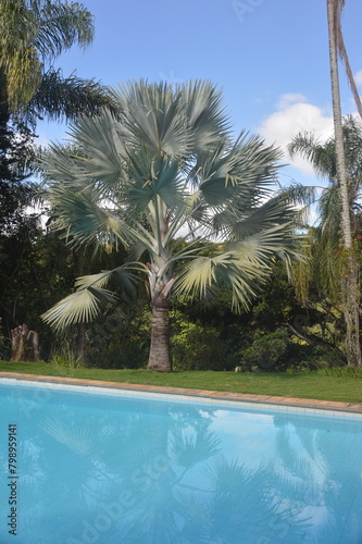 swimming pool with trees