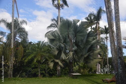 palm trees in the park