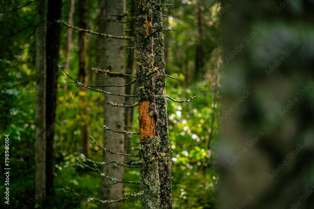 Obraz premium the pure nature in the estonian national park lahemaa