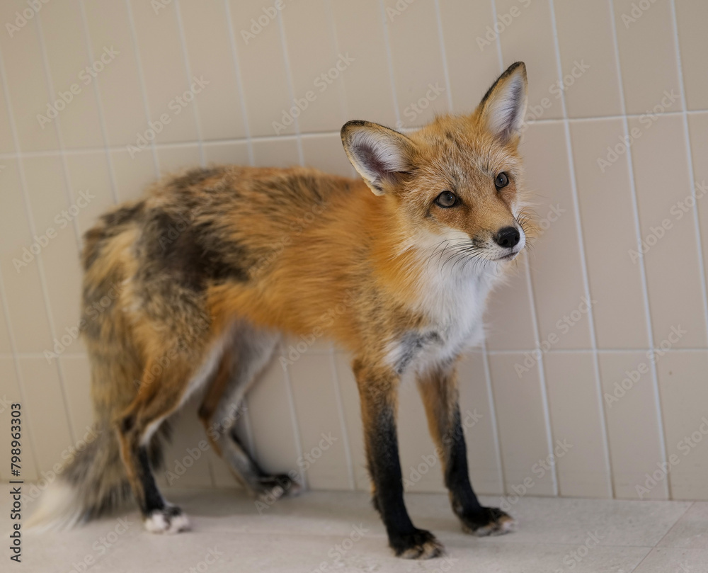 Obraz premium red fox vulpes