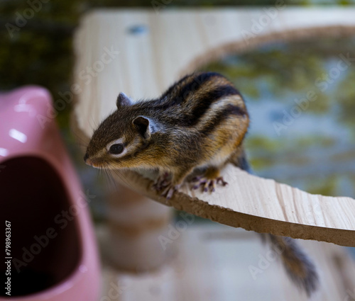 squirrel in the park