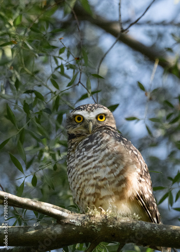 Owl in the branches of a tree