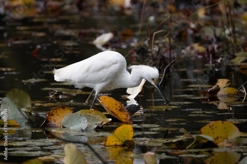 White heron in a lake hunting for fish