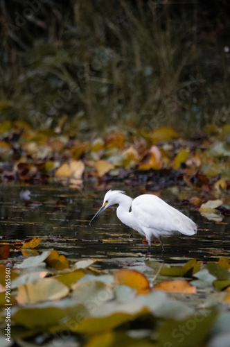 White heron in a lake hunting for fish