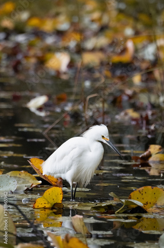White heron in a lake hunting for fish