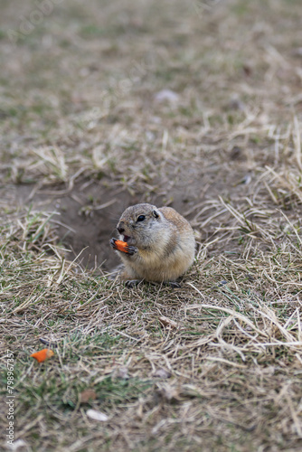 A gopher is gnawing on a carrot