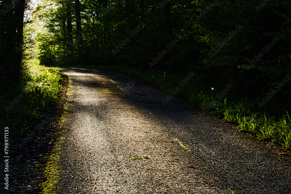 Fototapeta premium path in forest leads into bright sunlight