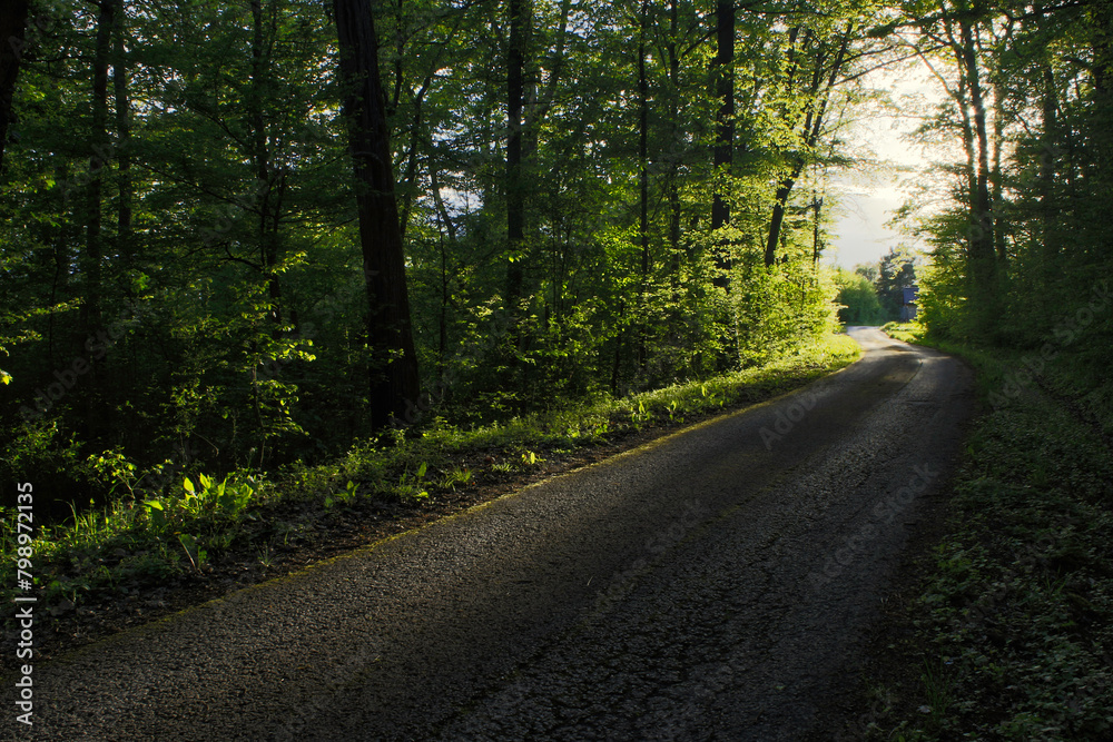 road in the woods leading into bright and warm sunlight road in the woods leading into bright and warm sunlight