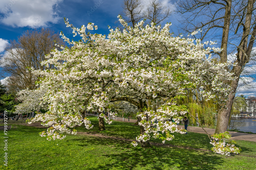 Hamburg, Germany. Apple blossom in the park at the lake Alster. Hamburg, Germany. Apple blossom in the park at the lake Alster.