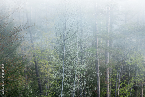 Foggy spring landscape of woods on the shoreline of Pete's Lake, Hiawatha National Forest, Michigan's Upper Peninsula, USA photo