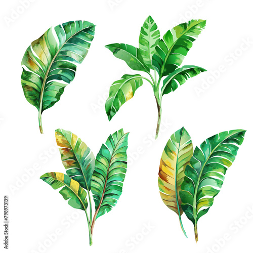 Set of tropic green banana palm leaf watercolor on white background