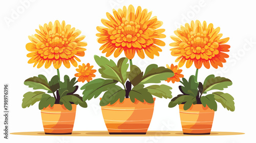 Home chrysanthemum flowers in pot. Blossomed floral