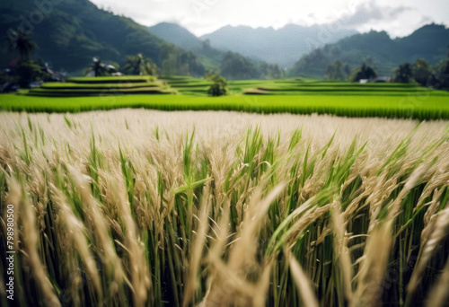 Salak Rice Field Mountain Background Sky Summer Travel Nature Tree Spring Grass Landscape Space Cloud Green Blue Farm Agriculture Plant Asian Environment Growth Sunrise Farmer photo