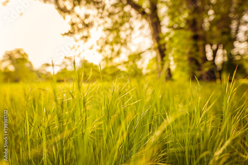 Beautiful close up ecology nature landscape with meadow. Abstract grass background. Abstract natural freshness with beauty blurred bokeh environment. Inspirational nature concept
