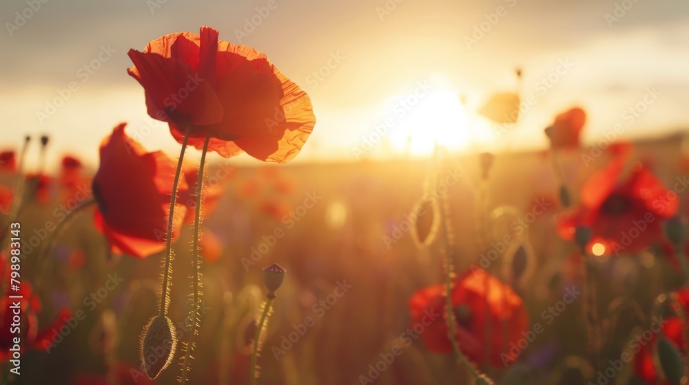 Fototapeta premium Field of vibrant red flowers at sunset