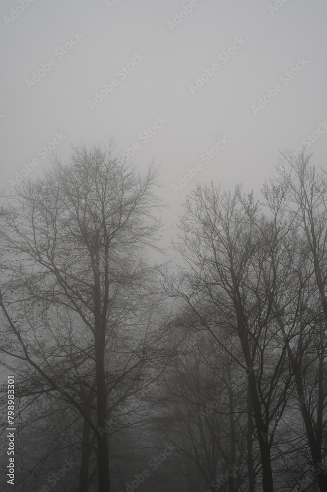 trees in fog trees in fog