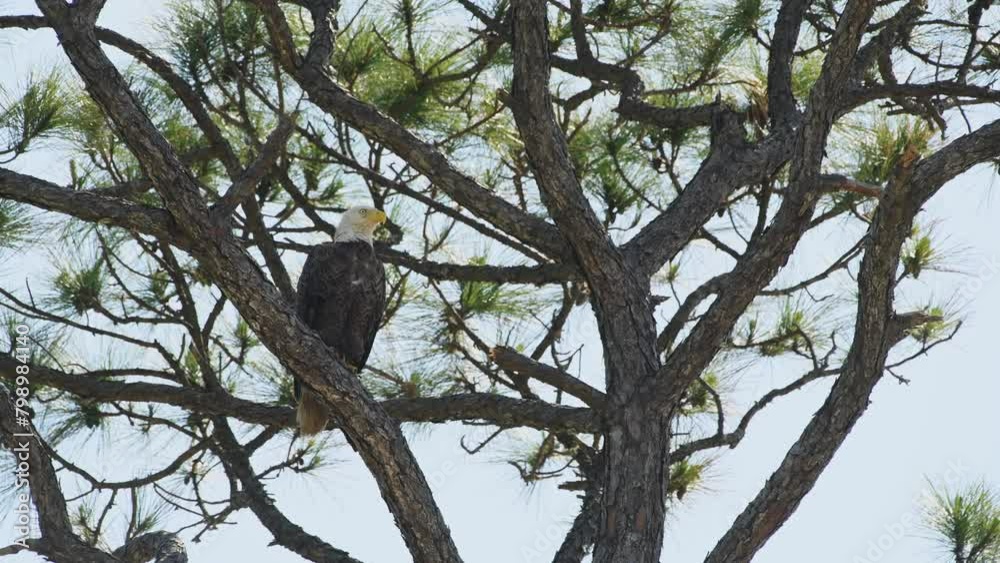 Bald Eagle perched in a tree looking around on clear day Bald Eagle perched in a tree looking around on clear day