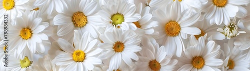 Bright White Daisy Flowers Forming a Serene Floral Background