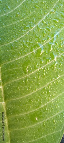 Papel de parede folha verde com gotas de agua photo
