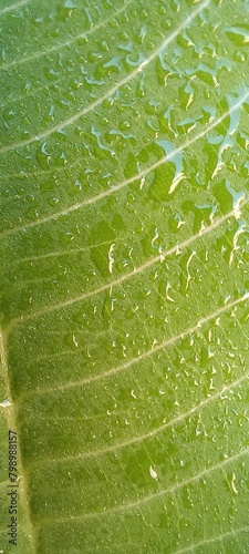 Folha verde com gotas de chuva photo