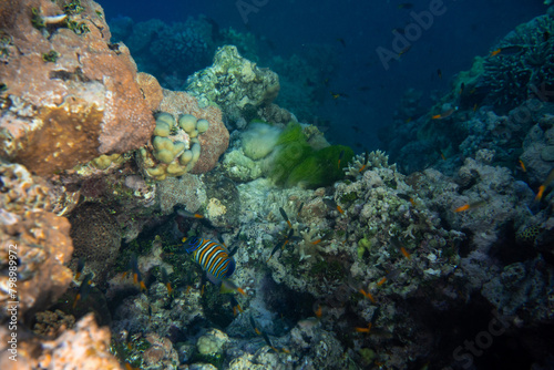 Underwater photograph with variety of fish and colorful coral of great barrier reef, Queensland, Australia. Exological travel concept.