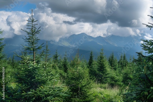 Top Of Tree. Beautiful Coniferous Forest in Carpathian Mountains with Cloudy Sky