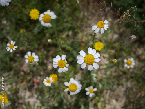 A group of wild daisies in the field