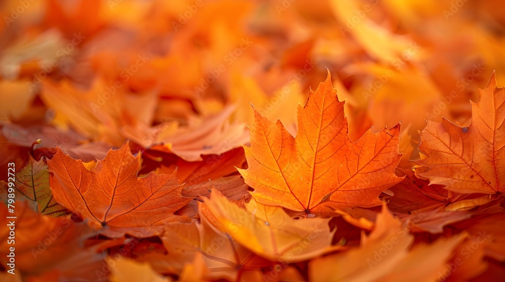 Vibrant Autumnal Maple Leaves Spread Across the Frame in Warm,Saturated Tones