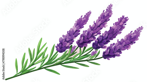 Lavender French flower. Lavanda stem Provence flora