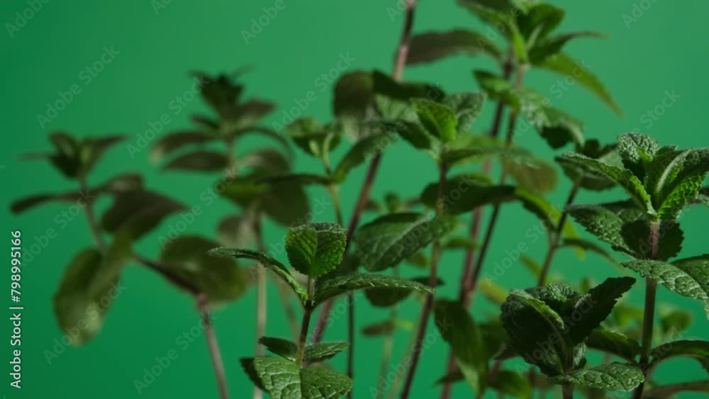 Pianta di menta su sfondo verde, ravvicinato Pianta di menta su sfondo verde, ravvicinato
