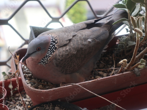 pearl-necked dove breed on the  balcony