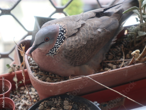 pearl-necked dove breed on the  balcony