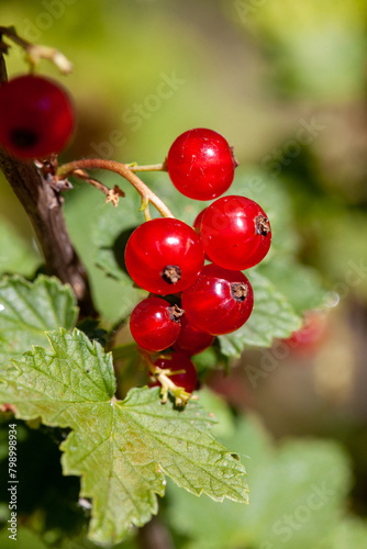 On the branch bush berries are ripe redcurrant (Ribes rubrum)