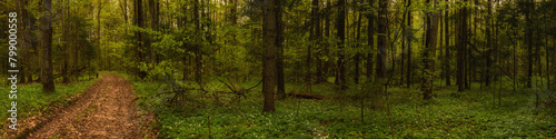 inside a dense green spring forest with a deserted dirt road. widescreen panoramic side view format 20x5