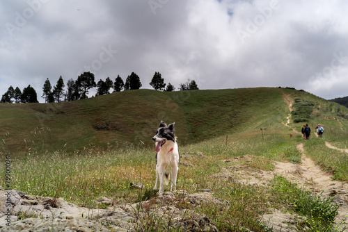 A white and black dog in the countryside of Gran Canaria. Canary islands