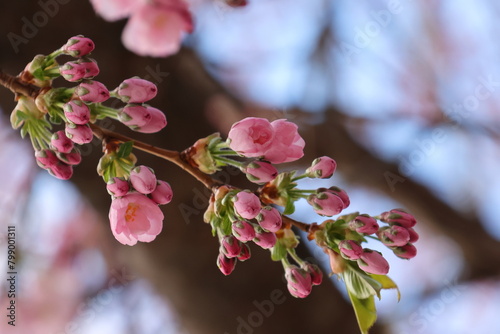 Buds and flowering Sakura Cherry Trees. April in Kungstradgarden in Stockholm City, Sweden. Very beautiful pink colorful background. Negative space. 