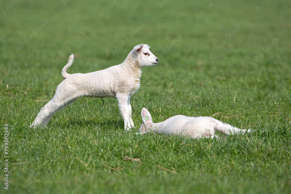 Lambs in the meadow Lambs in the meadow